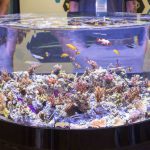 زایشگاه ماهی آکواریومی|آکواتول