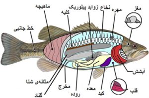 آناتومی بدن ماهی|آکواتول