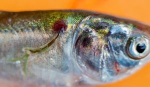 انگل لرنه آ در ماهی|آکواتول