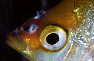 بیماری ماهی اسکار|آکواتول