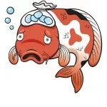 قرمز شدن بدن ماهی، نگهداری از ماهی ها در آکواریوم میتواند باعث به وجود آمدن مشکلاتی برای آنها شود که اگر در طبیعت بودند امکان مرگ و آسیب دیدن این ماهی ها  بر اثر بیماری های مذکور بسیار کمتر میشد