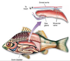بیماری کیسه هوا ماهی|آکواتول