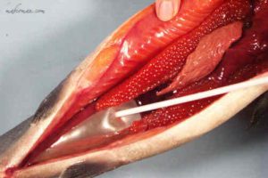 بیماری آب اوردن شکم ماهی|آکواتول