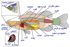 آناتومی بدن ماهی|آکواتول