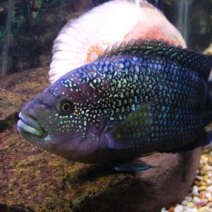 معرفی 4 نوع ماهی لوچ|آکواتول