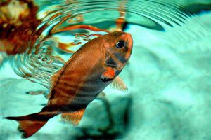 غذا نخوردن ماهی|آکواتول