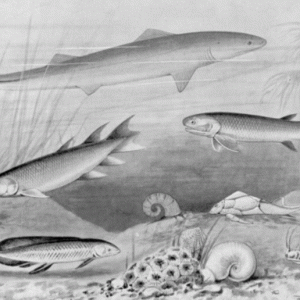 شاید برای شما جالب باشد که قدیم ترین ماهی جهان کدام ماهی بوده است و در چه مناطقی وجود داشته و در زمان حال این نوع ماهی وجود دارد یاخیر؟ برای اینکه با قدیمی ترین ماهی جهان آشنا شوید توصیه ما به شما این است که این نوشته از سایت آکواتول را از دست ندهید! مار ماهی دهان گرد: مار ماهی دهان گرد از قدیمی ترین ماهی ها است که در زمان حال وجود ندارد و تنها فسیل هایی از آن کشف شده است که نشان دهنده قدمت زیاد این ماهی ها است. با تحقیقاتی که انجام شده است فهمیده اند که ۳۰۰ میلیون سال پیش این ‌گونه وجود داشته یعنی در زمان دایناسور ها! مار ماهی دهان گرد از آن دسته از ماهی ها است که برای دانشمندان بسیار جالب است، زیرا دارای اسکلت در سرشان می‌ باشند اما ستون فقرات ندارد و جز گونه هایی هستند که دو مغز در سرشان دارند یکی از گونه هایی هستند که آسیبی به آن ها نمی ‌رسد و دشمنان طبیعی ندارند