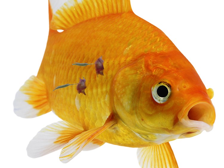 بیماری کم خونی در ماهی|آکواتول
