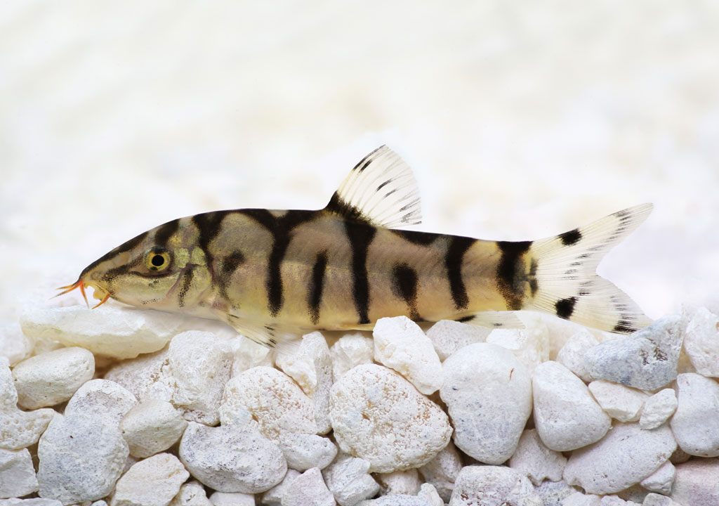 معرفی 4 نوع ماهی لوچ|آکواتول