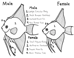 جنسیت ماهی آنجل