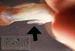 ماهی گوپی نر|نحوه تشخیص جنسیت ماهی گوپی|روش تشخیص جنسیت ماهی مولی|

