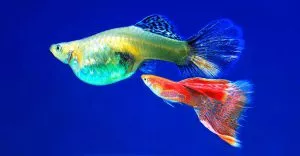 ماهی گوپی نر و ماده در یک قاب|نحوه تشخیص جنسیت ماهی گوپی|روش تشخیص جنسیت ماهی مولی|
