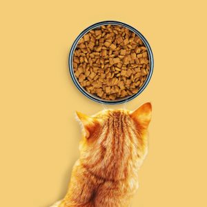 کنسرو گربه طعم مرغ و برنج در آب گوشت|آکواتول
