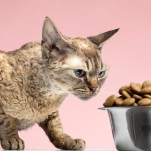 غذای خشک گربه با طعم گوزن