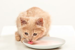 کنسرو گربه طعم مرغ و برنج در آب گوشت