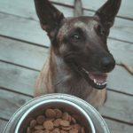 غذای خشک سگ مخصوص نژاد ژرمن شپرد