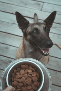 غذای خشک سگ حاوی گوشت گراز و سیب