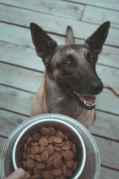 غذای خشک سگ مخصوص نژاد ژرمن شپرد
